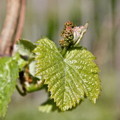 Junge gruene Weinblaetter mit Traubenansatz an einem Rebstock im Fruehling