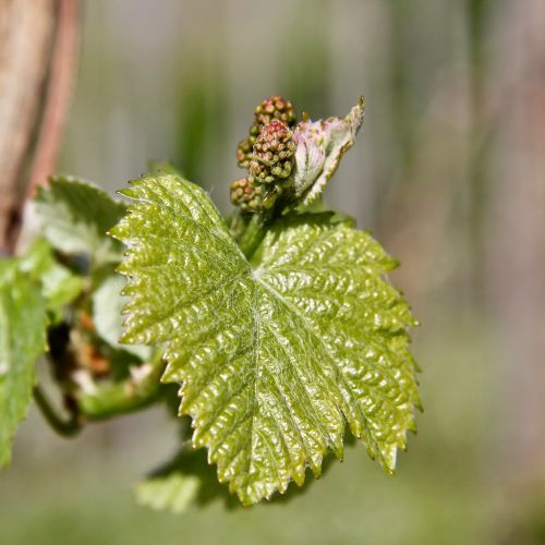 Grüne junge Weinblätter mit kleinen Trauben im sonnigen Weingarten aufgereiht