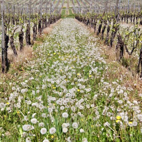Reihen von Weinreben mit vielen blühenden Pusteblumen und einigen gelben Blumen dazwischen