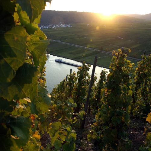 Sonnenuntergang über einem weinberg mit einem fluss und einem schiff im tal