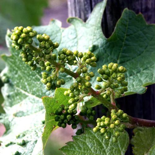 Junge grüne Trauben an der Rebe mit großen grünen Blättern im Hintergrund